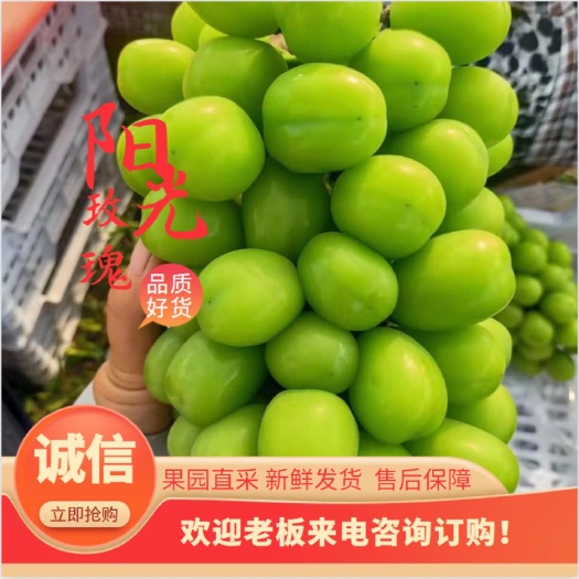 阳光玫瑰晴王葡萄 河北晋州万亩葡萄基地 代收代办 质量好量大