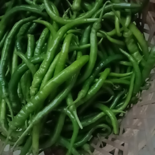 荔波县线椒