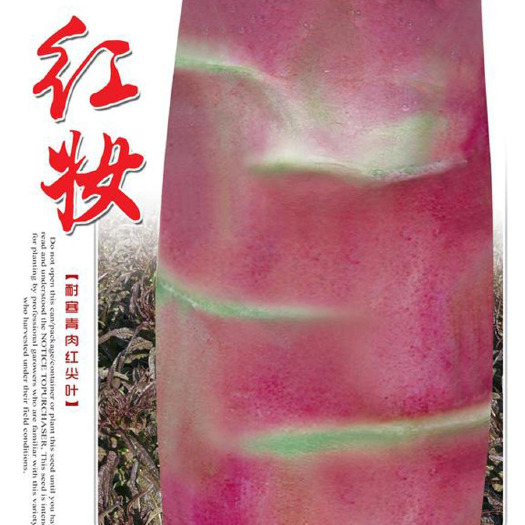眉山七禾大红尖叶香莴笋种子 耐寒青肉 红妆