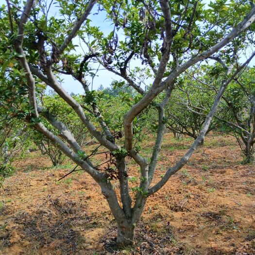 10—15公分栀子花老桩