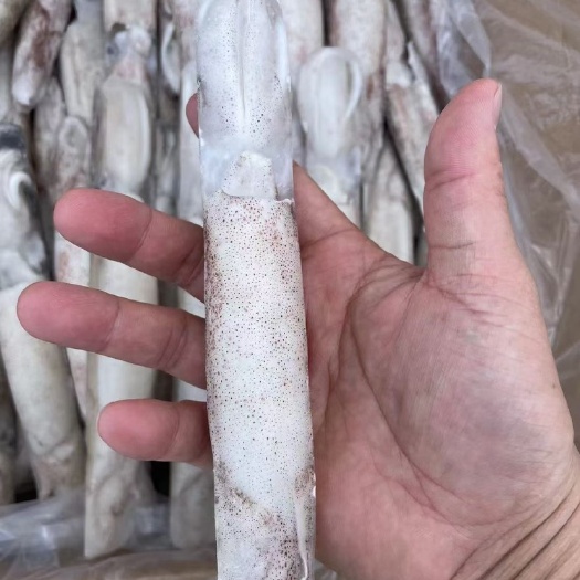 活冻笔管鱼鱿鱼尤鱼大海兔章鱼板冻笔管鱼鱿鱼籽乌海兔
