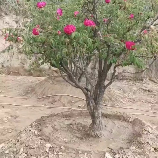 临洮县甘肃百年富贵牡丹