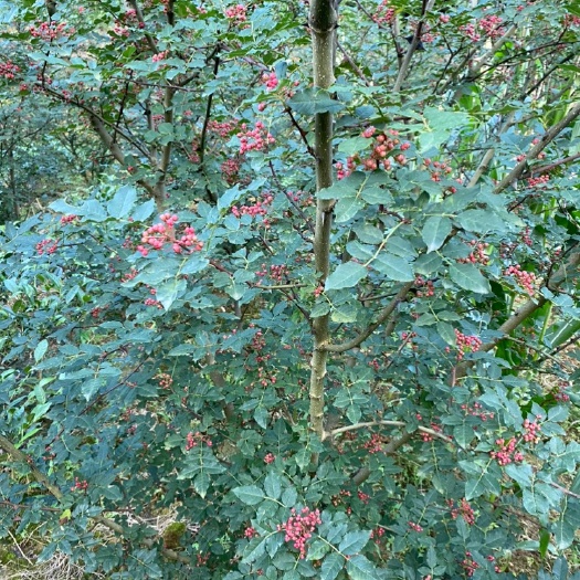 湄潭县大红袍花椒