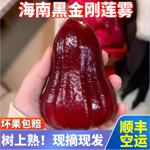南宁海南黑金刚莲雾果新鲜热带孕妇水果莲雾精品大果现摘现发整箱顺丰