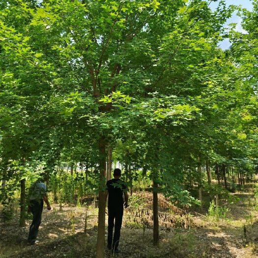 12公分五角枫，济宁元宝枫基地装车价格