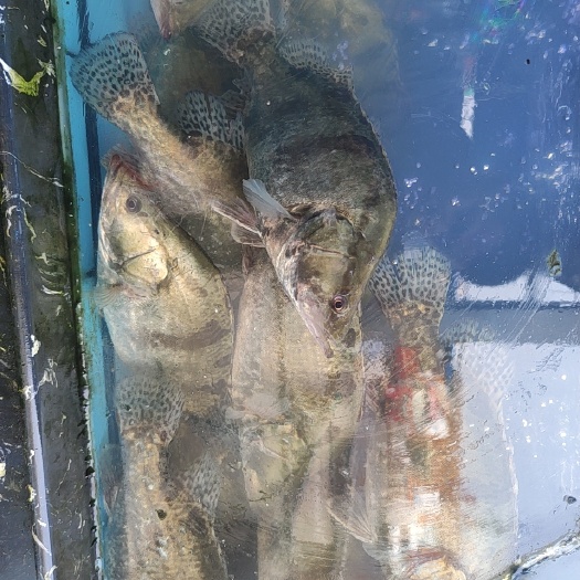 常州大量各种规格桂鱼，鳜鱼