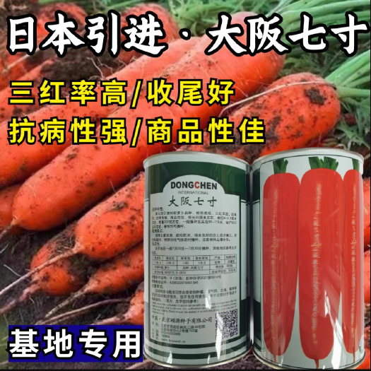 洛阳大阪七寸胡萝卜种子，三红率高，收尾好，抗病强，基地专用