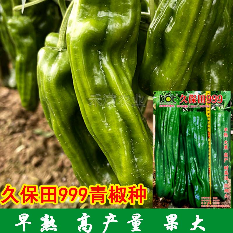 回頭客多久保田999辣椒種子早熟大果薄皮味辣綠皮坐果能力強大