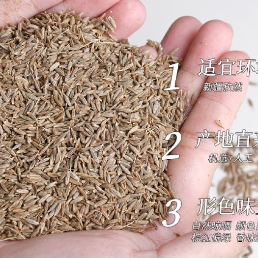 岳普湖县新疆岳普湖孜然
