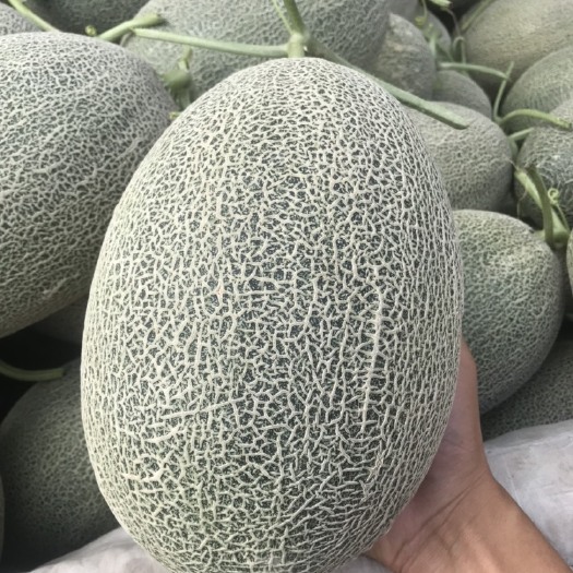 沙湾市新疆哈密瓜西州蜜17号 西洲蜜25号 小蜜25好 西州蜜哈密