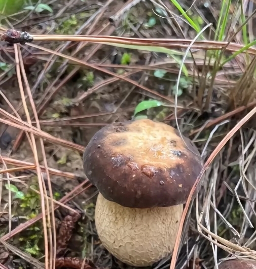 华坪县销售牛肝菌一手货源