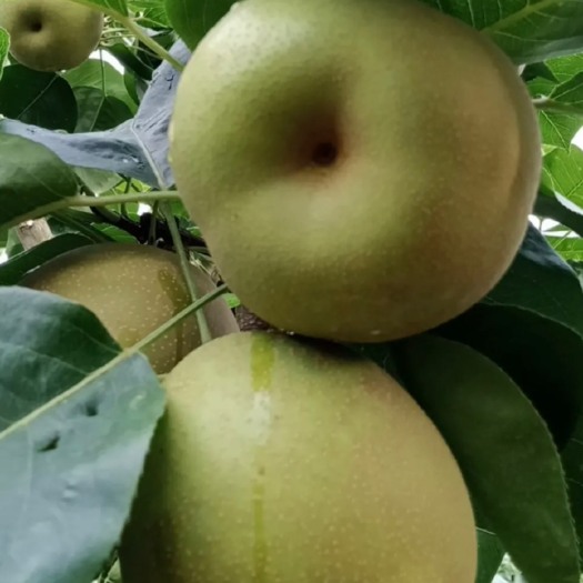 灌阳县翠冠梨