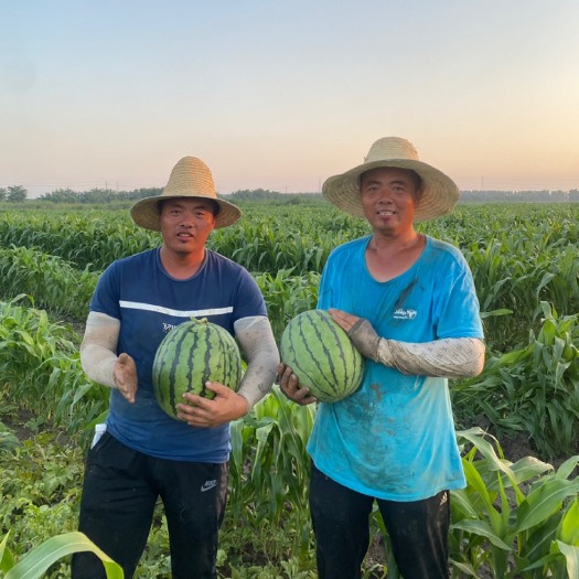 天津宁河兄弟西瓜产地