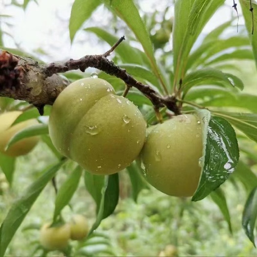 简阳市蜂糖李子