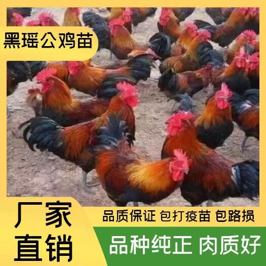 衡南县黑瑶鸡苗 公苗 正苗厂家直销黑瑶出壳苗 质量正假一赔十