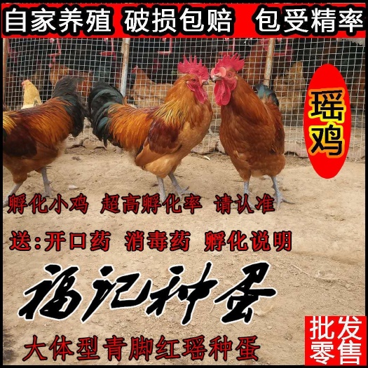 淮安纯种红瑶种蛋受精蛋可以孵化小鸡种蛋受精率高