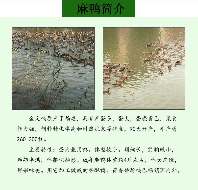 麻鸭种蛋绿头麻鸭受精蛋水鸭受精卵绿壳鸭蛋正宗金定麻鸭种蛋