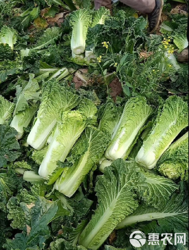 青麻叶白菜种子，高帮直筒包心，甜脆白菜，抗病，基地专用