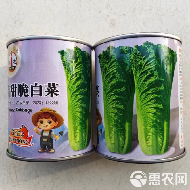 青麻叶白菜种子，高帮直筒包心，甜脆白菜，抗病，基地专用