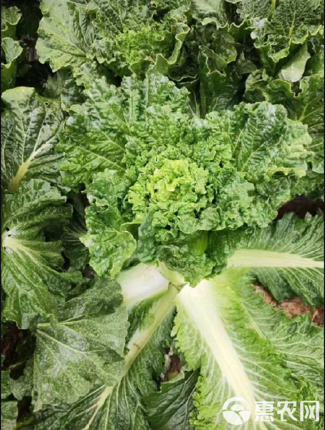 青麻叶白菜种子，高帮直筒包心，甜脆白菜，抗病，基地专用