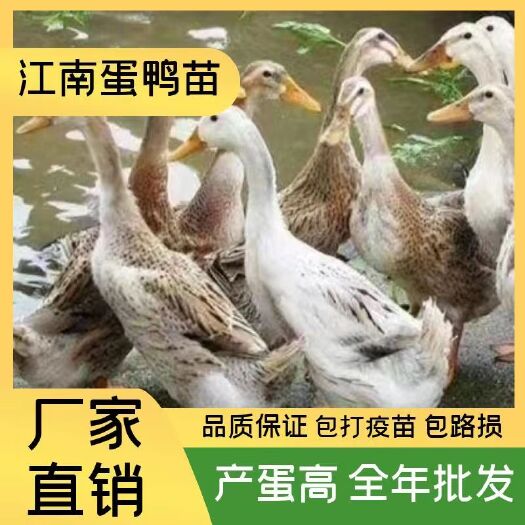 蛋鸭苗  江南四号蛋鸭江南二号蛋鸭苗 青壳蛋鸭苗