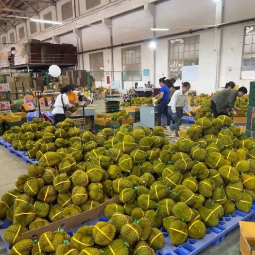 景洪市泰国金枕榴莲一级鲜果源头直批
