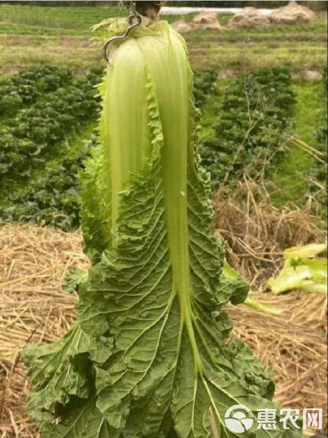 青麻叶白菜种子，高帮直筒包心，甜脆白菜，抗病，基地专用