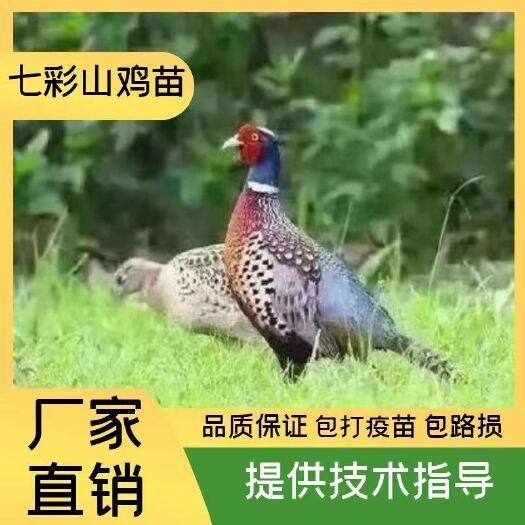 衡南县山鸡苗七彩山鸡苗全国包到包路损包发货包打疫苗质量保证