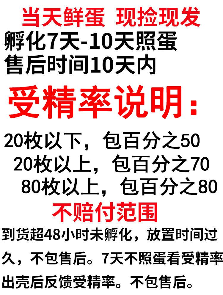 麻鸭种蛋绿头麻鸭受精蛋水鸭受精卵绿壳鸭蛋正宗金定麻鸭种蛋