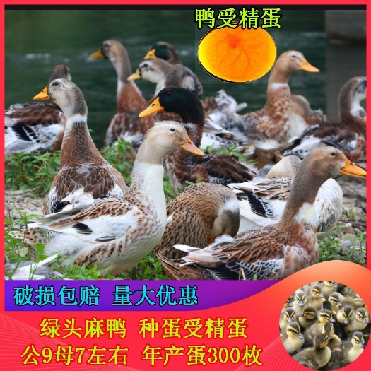 淮安麻鸭种蛋绿头麻鸭受精蛋水鸭受精卵绿壳鸭蛋正宗金定麻鸭种蛋