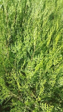 曲靖侧柏苗  扁柏苗  基地供应 小袋苗  中袋苗 大量现货供应