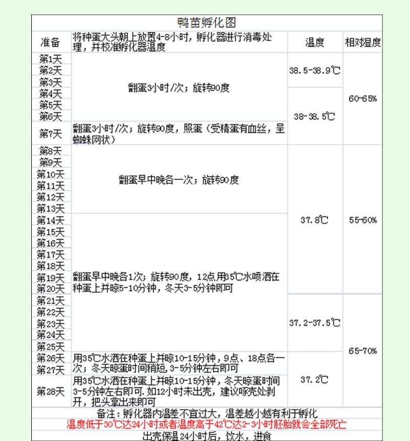 麻鸭种蛋绿头麻鸭受精蛋水鸭受精卵绿壳鸭蛋正宗金定麻鸭种蛋