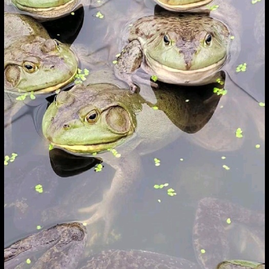 牛蛙