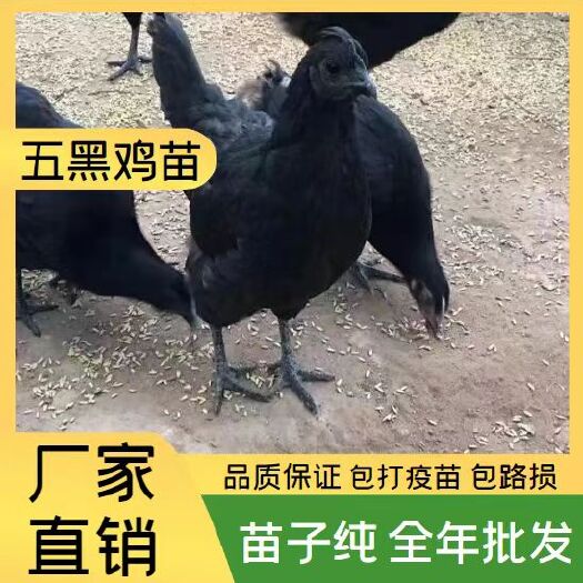 衡南县五黑鸡苗  五黑鸡一绿鸡苗