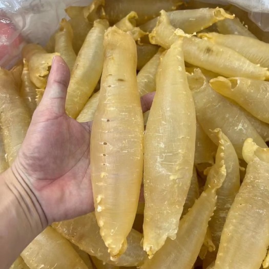 广州本港赤嘴胶筒10头