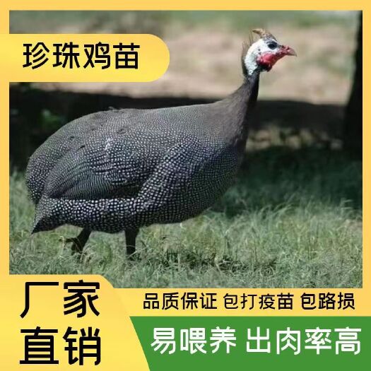 衡南县珍珠鸡珍珠鸡苗一手货源珍禽苗混合苗，包打疫，包发货，包路损