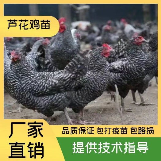 衡南县芦花鸡苗，纯种黑芦花鸡苗肉质鲜美，120天长三斤左右