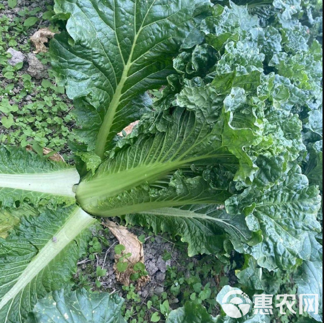 青麻叶白菜种子，高帮直筒包心，甜脆白菜，抗病，基地专用