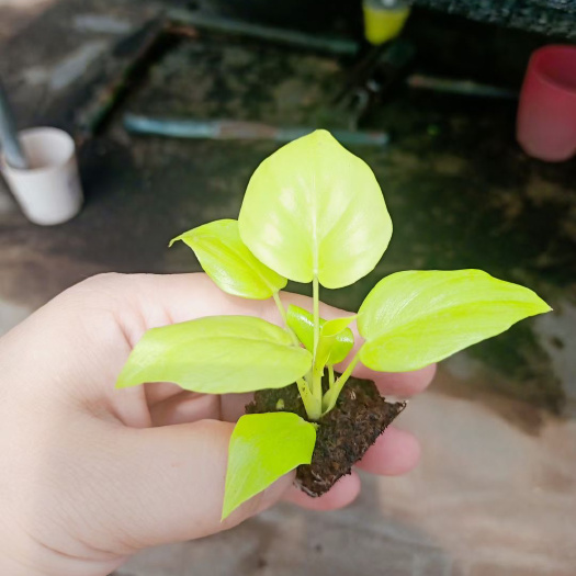 广州网红产品黄金春羽苗 基地源头趣味办公居家绿植园艺花卉种苗批发