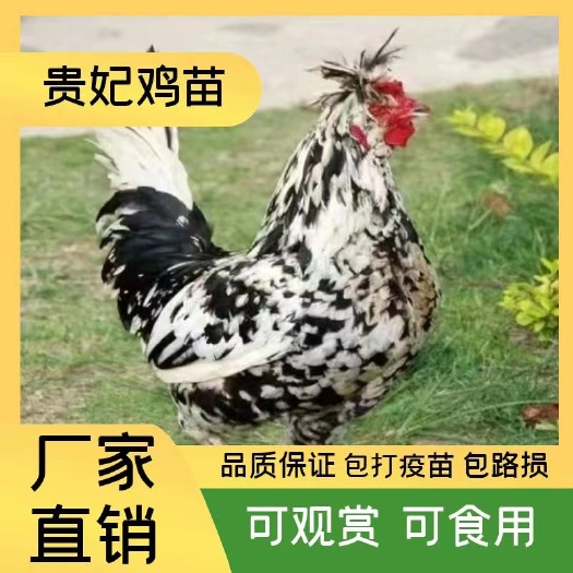 衡阳贵妃鸡苗贵妇鸡苗小苗活体贵妃出壳苗 贵花鸡苗土鸡苗质量好
