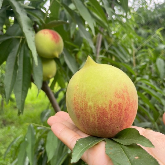 和平县正品河源连平鹰嘴桃新鲜水果每天现摘现发顺丰发货