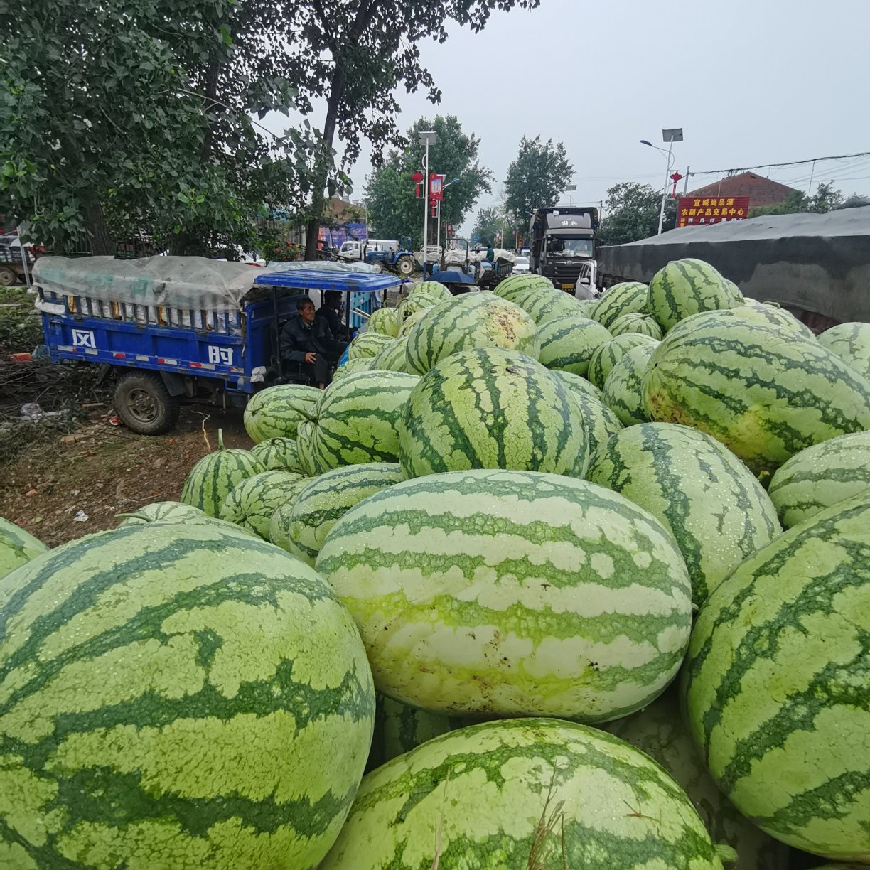 金城5号长花瓜石头瓜