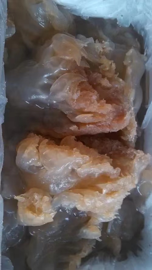 辽宁鲜活海蜇大量上市 寻找全国稳定客户