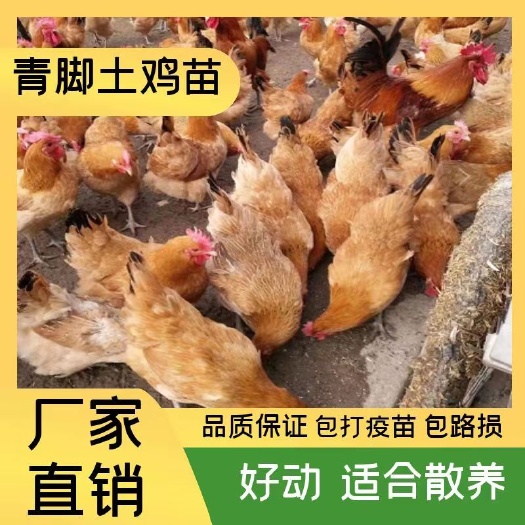 衡阳青脚土鸡苗/草鸡苗/笨鸡苗/柴鸡苗 适合散养放养
疫苗接种/