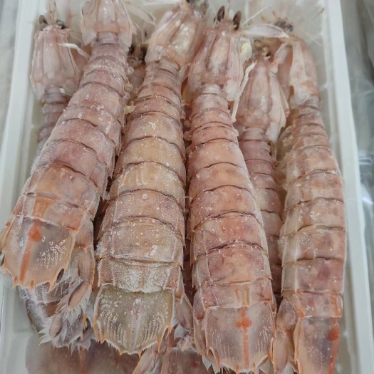 北海熟冻皮皮虾 膏虾濑尿虾 虾爬子长期有货供应