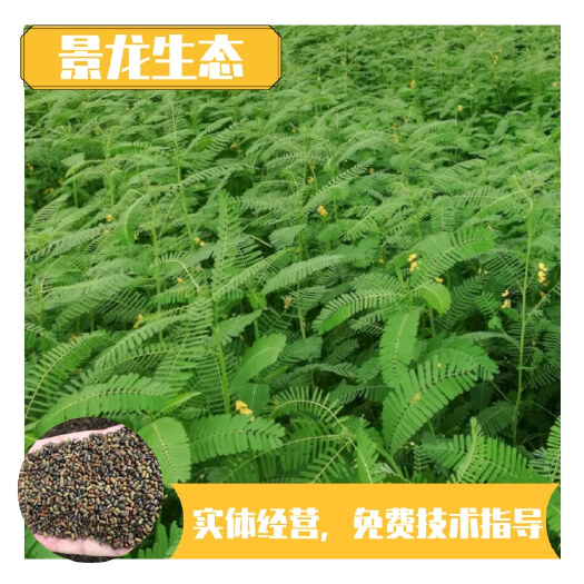 南宁田箐种子 田青耐盐碱耐涝易成活保持水土绿肥植物