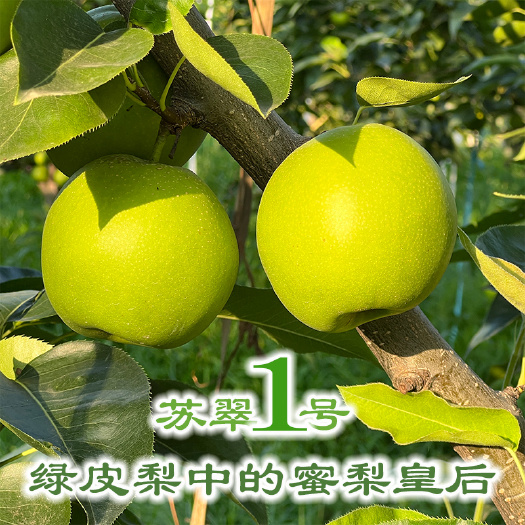 睢宁县睢宁早熟梨苏翠一号