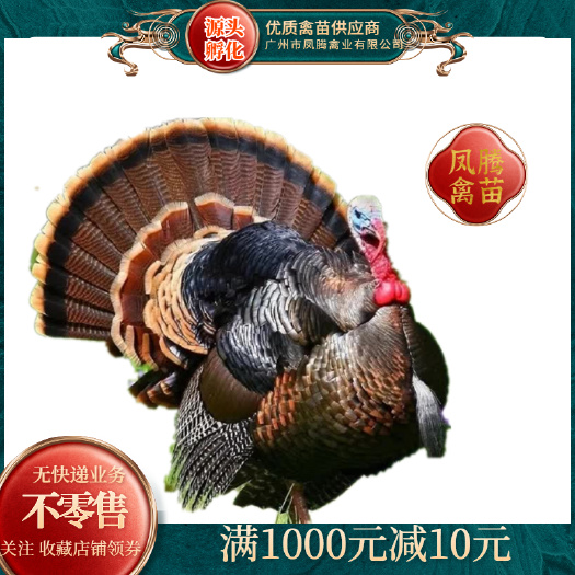 鸡苗火鸡苗青铜火鸡出壳苗贝蒂娜火鸡苗质量保障源头孵化
