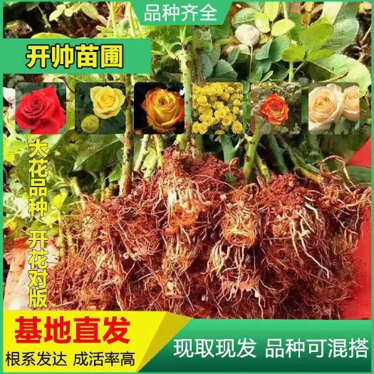 100棵顺丰包邮昆明斗南玫瑰月季花苗四季开花 裸根扦插苗