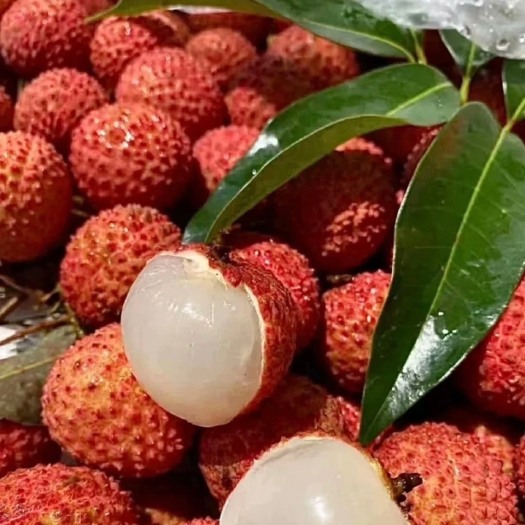 惠来县桂味